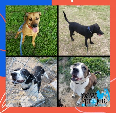 become a animal sponsor