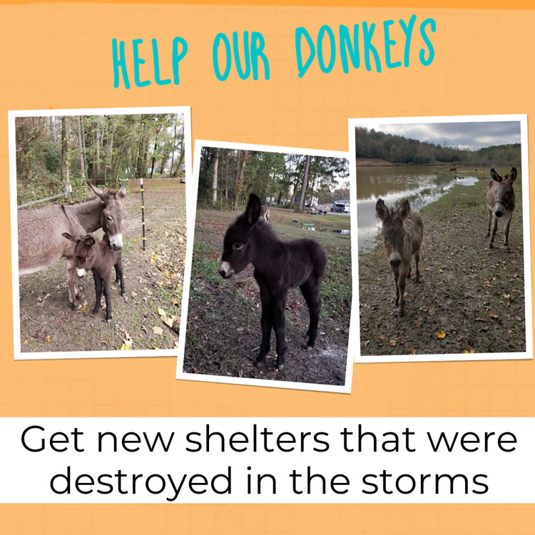 Help our donkeys
