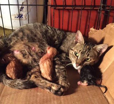 spay-and-neuter-option-cropped