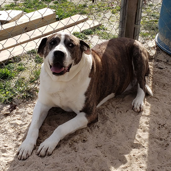 sponsor milo rescue dog