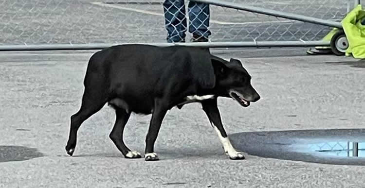 Benson Community Dog 4